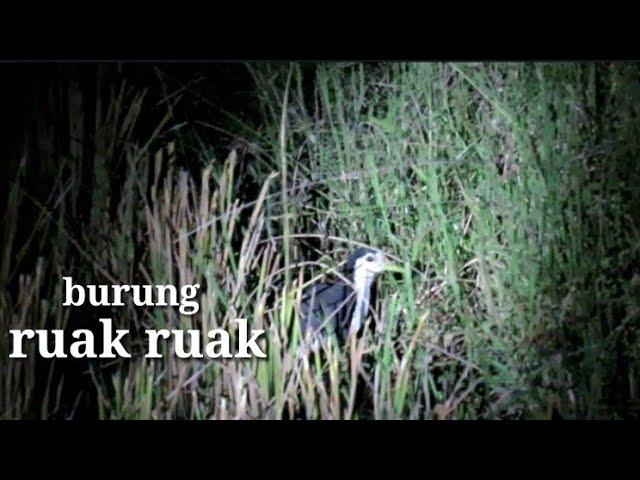 Berburu burung ruak ruak di malam hari...