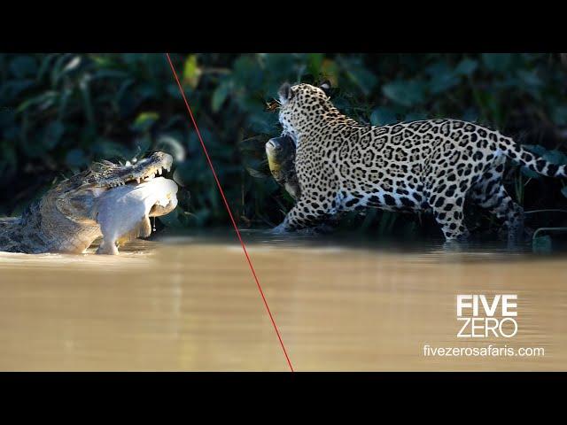 Jaguar vs Caiman vs Piranha