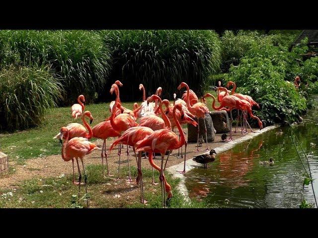 ZOO DRESDEN - Německo 30.7.2019