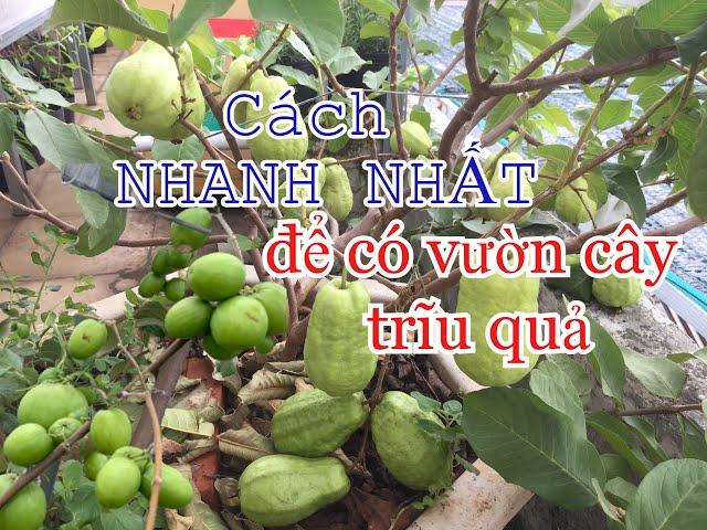 Cách Nhanh Nhất để có vườn cây ăn trái Trĩu Quả & cách chăm | THÍCH TRỒNG CÂY TV