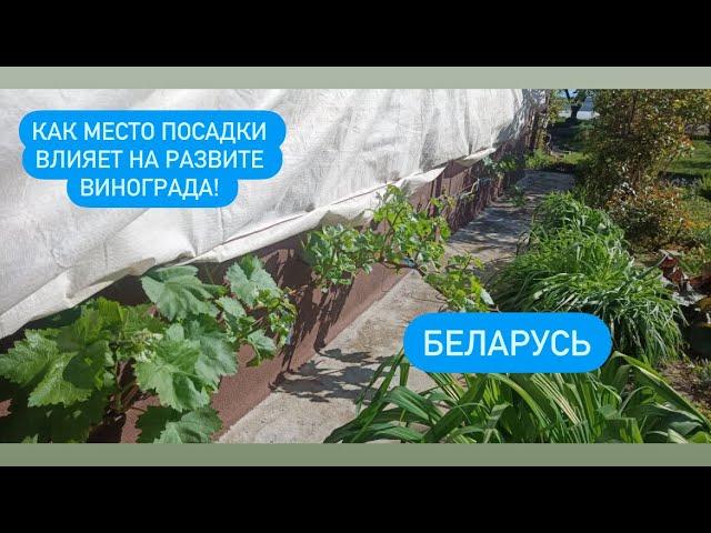 Виноград в Беларуси, открытый грунт!