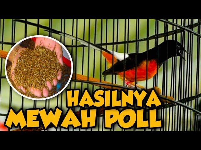SILAHKAN DI COBA‼️HASIL AKHIRNYA MEWAH POLL