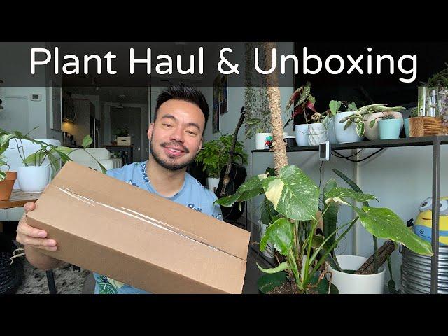 Unboxing & Reaction to My New Variegated Monstera | Houseplant Haul