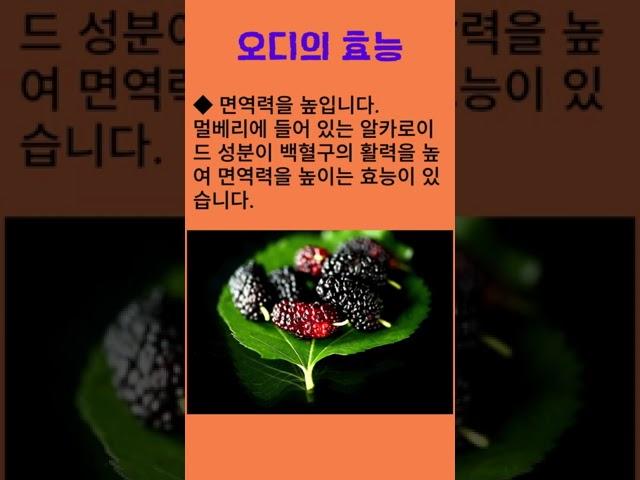 오디의 효능 #오디 #뽕나무 #뽕나무열매 #건강식품 #100세건강 #건강정보