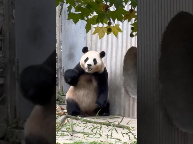 FUBAO was startled  #cute #funny #pandalove #shortsvideo #animals #pandafans