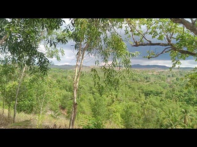 LOT FOR SALE IN BURGOS, TALIBON, BOHOL, PHILIPPINES