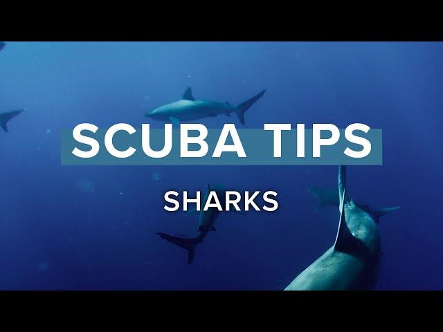 Sharks | Scuba Tips | @simplyscuba