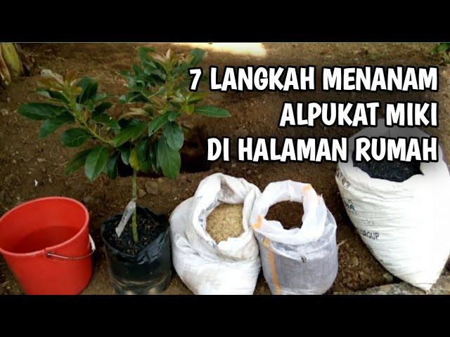 7 LANGKAH MENANAM ALPUKAT MIKI DI HALAMAN RUMAH