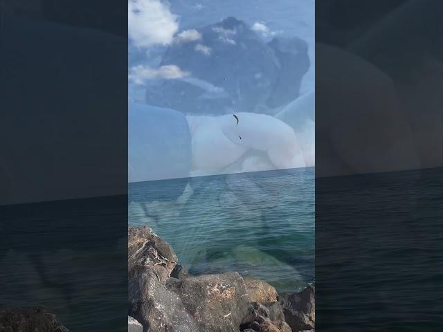 Кефаль на Чёрном море. Сезон 2025 #fishing #рыбалка #catching #кефаль #mullet #blacksea #черноеморе