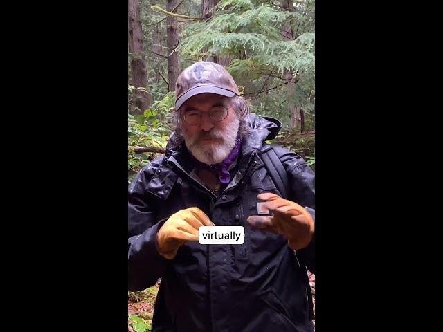 Paul Stamets finds Chicken of the Woods