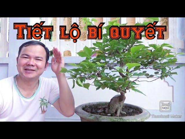 Tiết lộ bí quyết cho cây hoa giấy | Bonsai và làm vườn