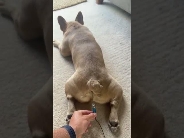 French bulldog fart