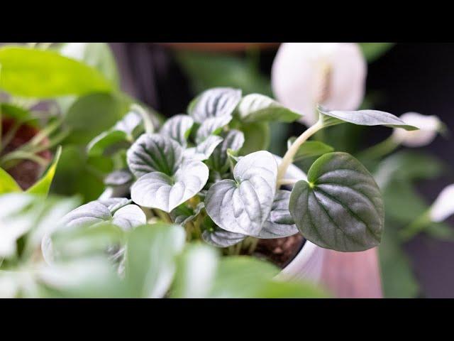 Peperomia Frost (Silver Frost Peperomia) Houseplant Care & Growing Guide - Plant Mom Care