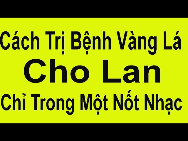 Cách Chữa Vàng Lá Cho Lan Khỏi Ngay Lập Tức / Hoa Lan