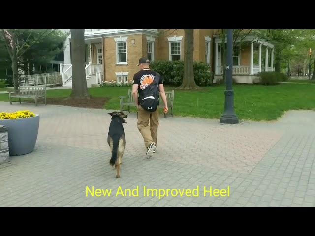 OLK9 Harrisburg| 3Yr Old German Shepherd "Thor" | Best PA Dog Trainers