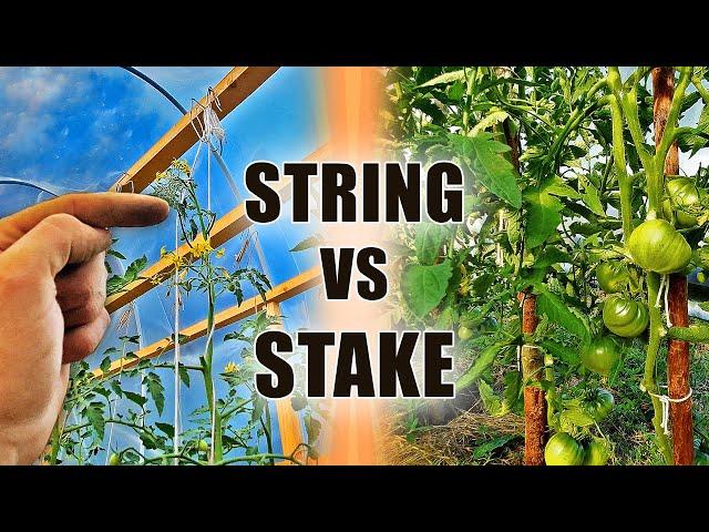 Best Way To Trellis Tomatoes - String Trellis Tomatoes VS Tomato Stakes