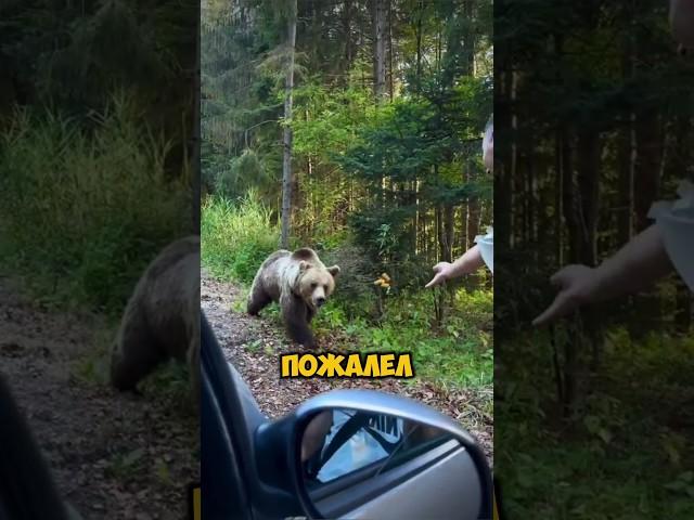 Покормил медведя и пожалел #shorts #животные #жизнь