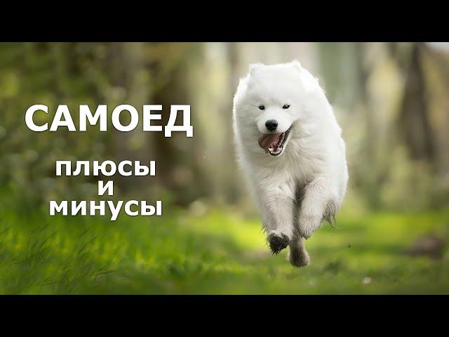 САМОЕД. Плюсы и минусы породы самоедская лайка SAMOED