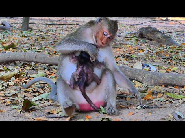 Poor mother baby monkey unhappy and deny milk for tiny baby again & again