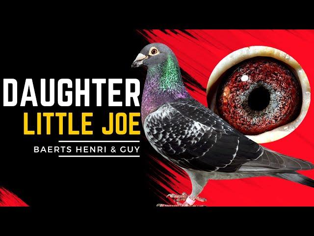 Daughter Little Joe: Legacy of a Champion Racing Pigeon