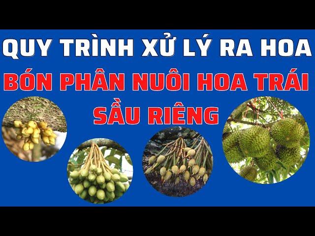 Quy trình tổng hợp từ xử lý ra hoa đến nuôi hoa nuôi trái sầu riêng | Lý thuyết tổng hợp