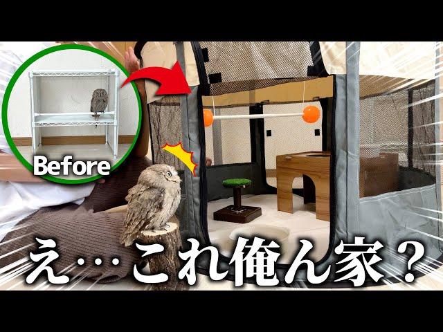 急にお家が豪華になってたらフクロウはどんな反応をするのか？？