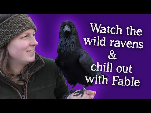 Fable The Raven | Chill out with Fable and watch wild corvids