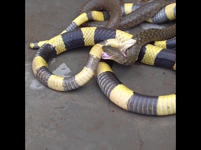 Indian Banded Krait swallowed keelBack water Snake #bandedkrait #indian #snake #king #SnakeinRRR