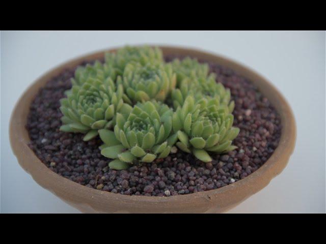 Sempervivum tectorum “Green Wheel”