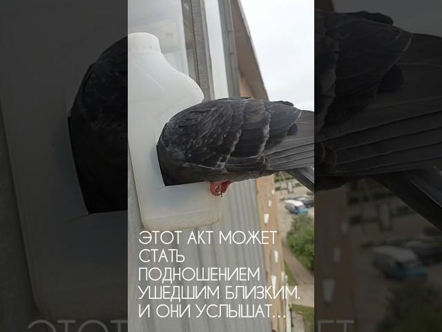Кормление птиц — мощная карма и духовная практика ️ Простой акт, что меняет всё!