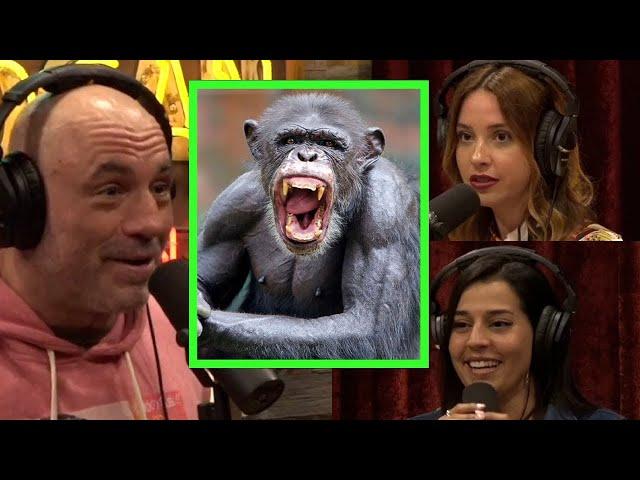 Joe Rogan Chimpanzee Behavior and Interactions with Humans – Kim Congdon & Sara Weinshenk JRE #1983