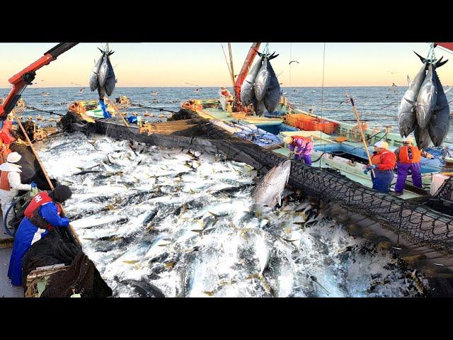 This is How Fishermen Catch Tens of Millions of Tuna With Big Nets - Net Fishing Tuna