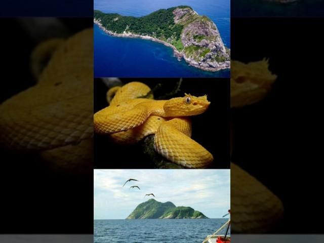 Shorts | Ytshorts | Mysterious Secrets of Snake Island