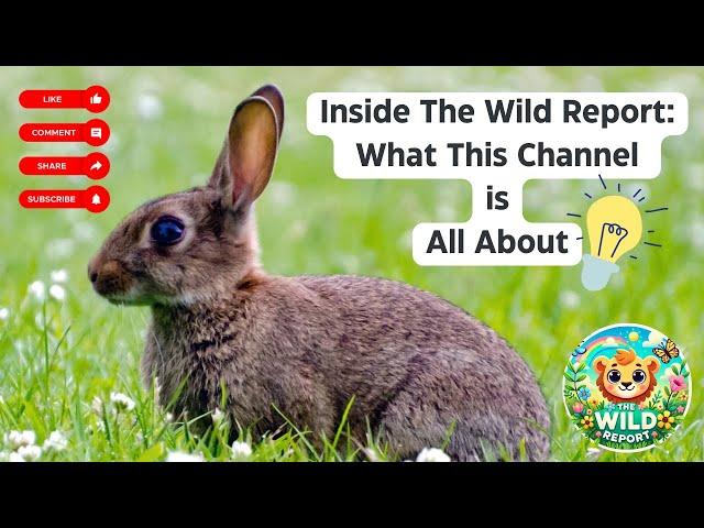 Inside The Wild Report: What This Channel is All About