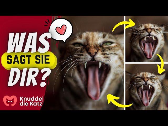 Katzensprache: So Verstehst Du Deine Mieze! 