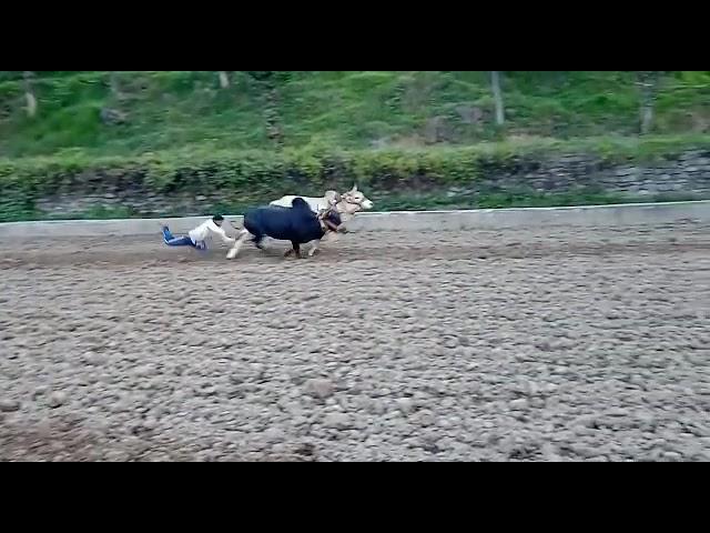 ox race Rajouri fatehpur...2023#youtube #trending #oxraces #viral #trendingshorts #ytshort