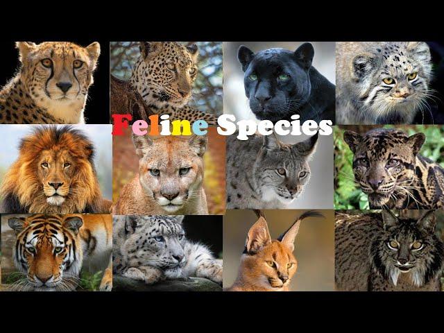 All Wild Cat Species || All Species Of Cat Family(Felidae)