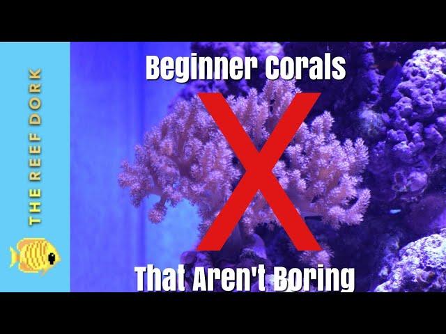 Top 7 Beginner Corals (That Aren't Boring)