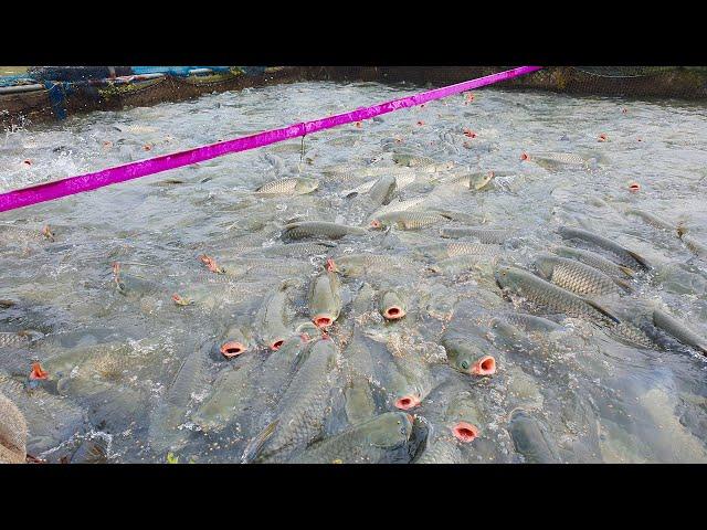 HOW TO FEEDING TENS OF THOUSANDS OF HUNGRY GRASS CARP FISH FARMING