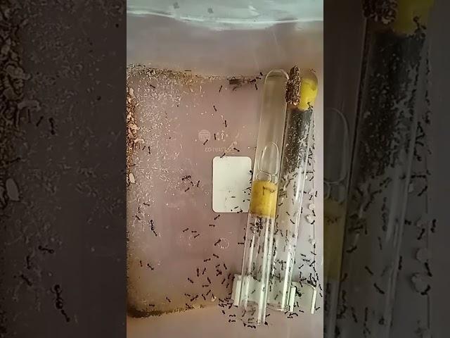 #муравьи #мессор структуры против #жук       #ants #messor structures