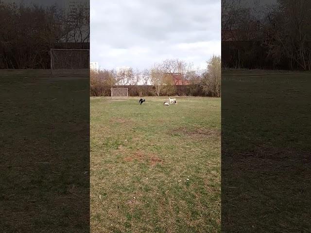 Беги, Симба, беги!!!!