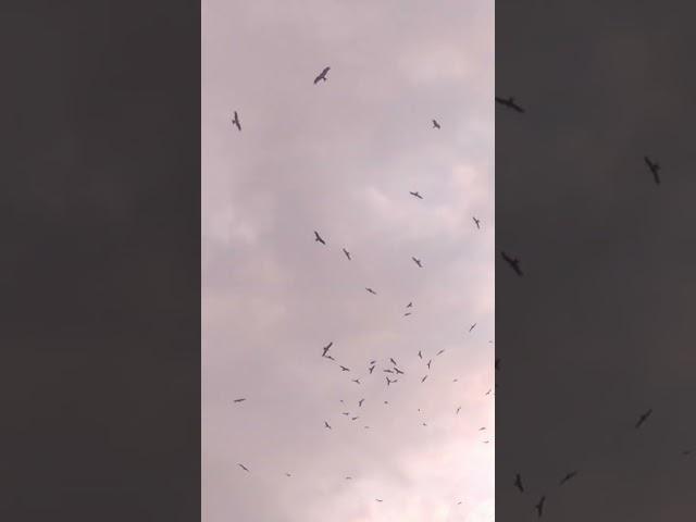 #amazing #crows #sound #status