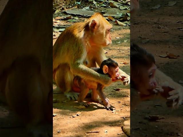 Lovely and active baby monkey #shorts