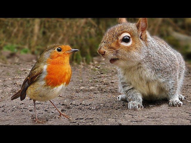 Videos für Katzen Zum Spielen : Vögel und Eichhörnchen