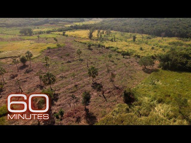 Earth currently experiencing a sixth mass extinction, according to scientists | 60 Minutes