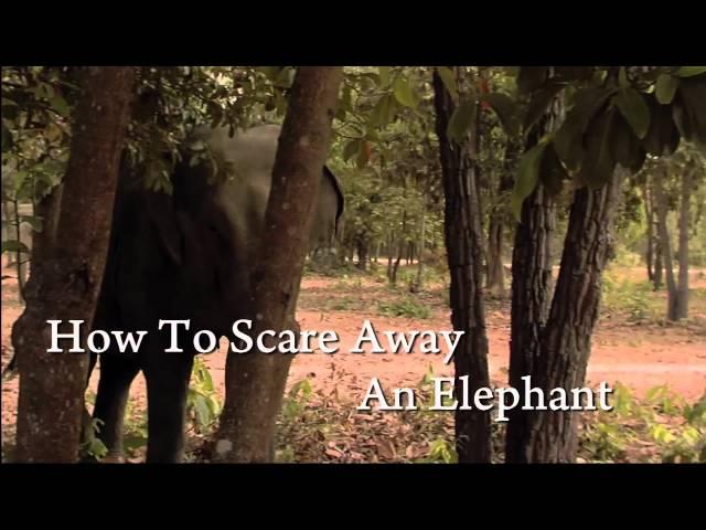 How to Scare Away an Elephant