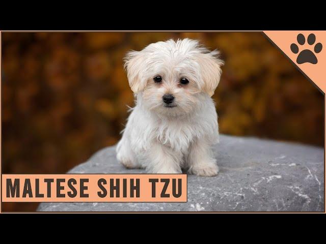 Maltese Shih Tzu Mix - Mix Breed Information