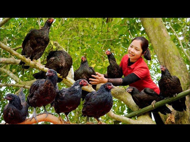 Harvest Chicken Eggs & Goes to the market sell - Gardening - Nature with Hometown Life