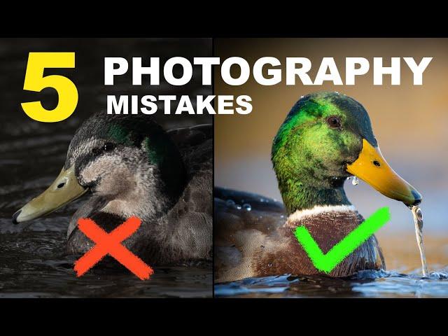 5 TOP MISTAKES IN BIRD PHOTOGRAPHY I WISH I KNEW ABOUT WHEN I STARTED!  Tips for better pics