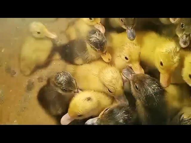 Baby ducks first bath first time swimming cute little baby ducks